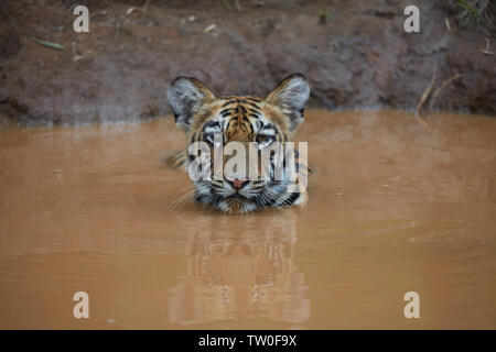 Maya Tigerin Cub in einem Vereinbaren Wasser des Monsuns Abkühlung an Tadoba Wald, Indien. Stockfoto