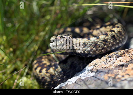 Kreuzotter (Vipera Berus) im Moor Lebensraum, North Pennines, Teesdale, County Durham, UK Stockfoto