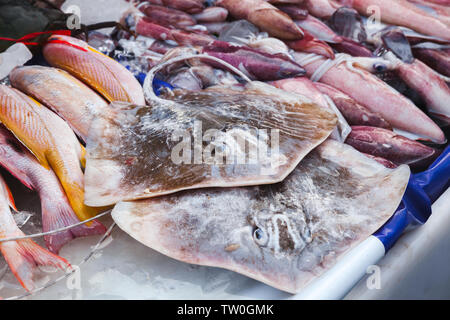 Runde ribbontail ray Fische lag auf einem Zähler der Fischmarkt in Kota Kinabalu, Malaysia Stockfoto