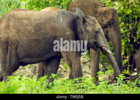 Afrika, Simbabwe, manaturals, Nationalparks, Tiere, Elefanten, baby Elefanten, Elefantenherden, Natur, primitive, geschützte Bereiche Stockfoto