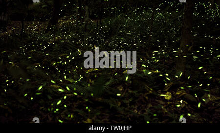 Gelbes Licht von Firefly Insekt in der Nacht Wald fliegen, Hintergrund von Taiwan. Viele Glühwürmchen tanzen um die Bäume auf die Berge von Taipei. Stockfoto