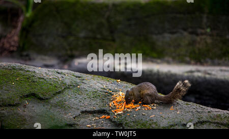 Ein niedliches Pallas das Eichhörnchen ist Essen auf dem Felsen Der Regenwald an der Taiwan Stockfoto