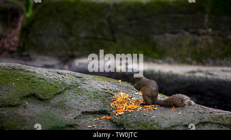 Ein niedliches Pallas das Eichhörnchen ist Essen auf dem Felsen Der Regenwald an der Taiwan Stockfoto