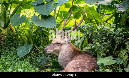 Ein erwachsenes Männchen cervus Nippon ruhenden liegen unter den Bäumen und Wald pflanzen auf einen Tag im heißen Sommer. Sika Hirsche in den Berg. Stockfoto