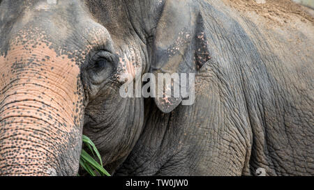 Elefant ohne Tusk ist essen Gras. Nahaufnahme eines asiatischen Elefanten mit Depigmentiert Haut auf der Stirn und den Ohren. Asiatischer Elefant, Elephas maximus Stockfoto