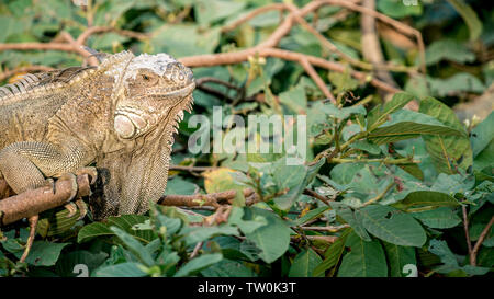 Nahaufnahme von einem riesigen Grüner Leguan steht aufliegt und auf Zweig der Baum im Regenwald. Amerikanische iguana ist eine kletternde Arten der Eidechse. Stockfoto