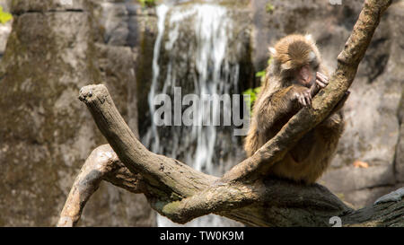 Formosan rock macaque sitzen auf der Oberseite der Baum Stockfoto