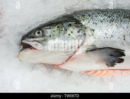 Frischer Lachs auf Eis. Stockfoto