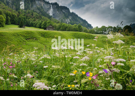 Bunte wildflower Meadow und alte Hütte in einer Berglandschaft mit Wasserfall in den Schweizer Alpen in den Weisstannen Tal Stockfoto