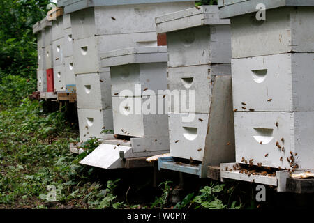 Eine Gemeinschaft Bienenhaus zu einem Arboretum im Nordwesten von Philadelphia, Pennsylvania, ist Teil einer Erhaltung Bemühung honey bee Bestäuber zu schützen. Stockfoto