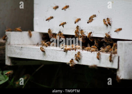 Eine Gemeinschaft Bienenhaus zu einem Arboretum im Nordwesten von Philadelphia, Pennsylvania, ist Teil einer Erhaltung Bemühung honey bee Bestäuber zu schützen. Stockfoto