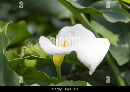 Zantedeschia aethiopica Blume, wie Calla lily und arum Lily, Äthiopien, Afrika natur Wildnis Stockfoto