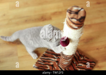 Süße Katze die Krallen schärfen auf kratzbaum Stockfoto