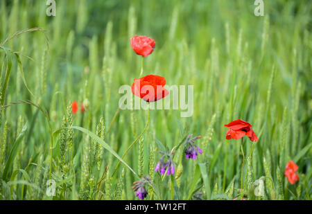 Mohn Blumen im Weizenfeld Stockfoto