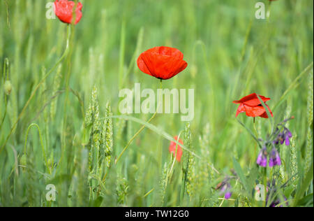 Mohn Blumen im Weizenfeld Stockfoto