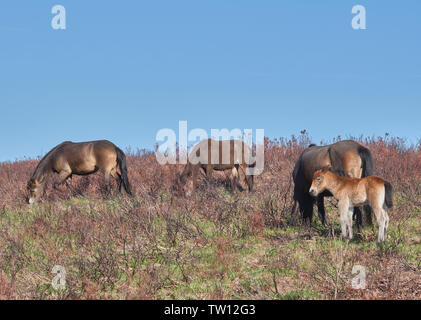 Exmoor Ponys mit Fohlen auf dem Moor Stockfoto