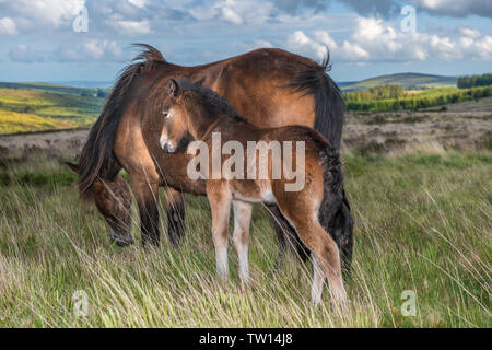 Eine wilde neugeborene Fohlen Dartmoor zielt darauf ab, den Schutz von seiner Mutter auf dem Windgepeitschten Moor in der Nähe von Postbridge. Stockfoto