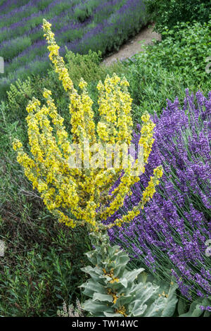 Griechische Königskerze, Molène olympicum, Lavendel Stockfoto