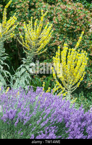 Blühende Mullein, Verbascum Lavendel Stockfoto