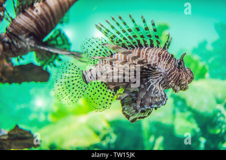 Aquarium bunte Fische in dunklen tiefen blauen Wasser Stockfoto