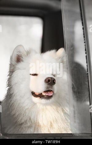 Cute samoyed Hund suchen aus dem Auto Fenster Stockfoto