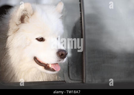 Cute samoyed Hund suchen aus dem Auto Fenster Stockfoto