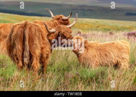 Highland Kuh mit ihrem Kalb in Dartmoor, Devon, Großbritannien Stockfoto