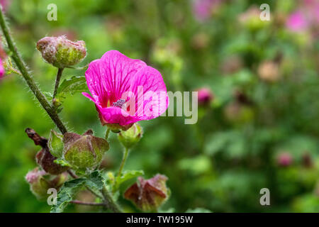 Wild lavatera malva Blume in Rosa Lila mit grünem Hintergrund in englischer Garten Stockfoto