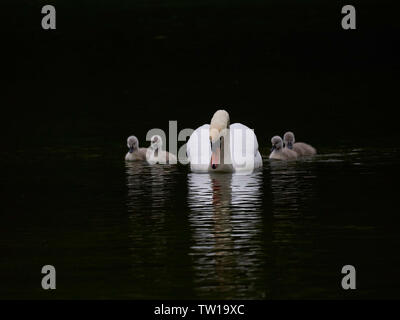 Ein einzelner Höckerschwan (Cygnus olor) Schwimmen in einem See mit seinen New Born Baby Cygnets Stockfoto