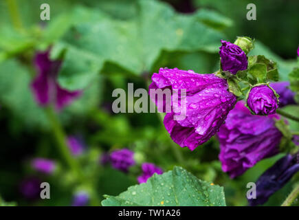 Wild lavatera malva Blume in Rosa Lila mit grünem Hintergrund in englischer Garten Stockfoto