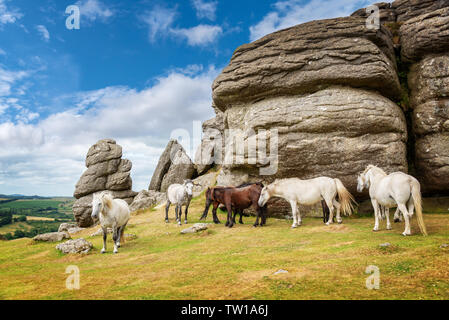 Dartmoor Ponys in der Nähe Sattel Tor, Dartmoor, Devon, Großbritannien Stockfoto