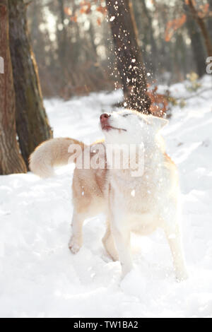 Happy Siberian Husky auf Spaziergang im Winter Park Stockfoto