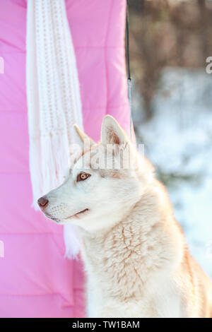 Happy Siberian husky mit Eigentümer im Freien auf Winter Tag Stockfoto