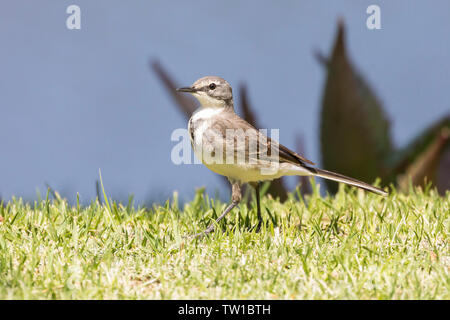 Kap Bachstelze, oder Brunnen, Bachstelze (Motacilla capensis) Wandern auf Gras im Frühling, Breede River, Western Cape, Südafrika Stockfoto