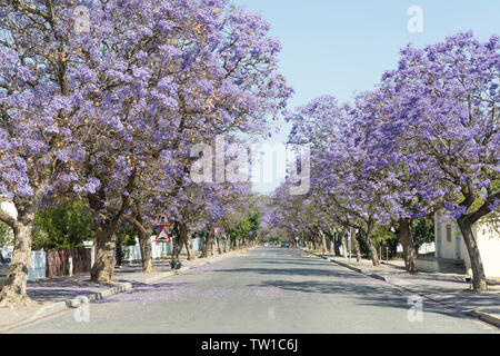 Strasse gesäumt mit lila Jacaranda-bäume (Jacaranda mimosifolia) Blüte im Frühjahr Robertson, Western Cape, Südafrika Stockfoto