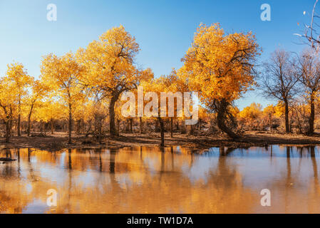 Herbst Baum Landschaft Landschaft mit Seen und Bäume Reflexion Jahreszeit Saison Naturpark mit Blätter scenic Gold River Fluss Wasser Wasser Teich Umwelt Landschaft Landschaft Farbe Farbe Szene Szene helle Stockfoto