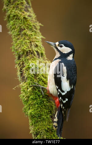 Ein buntspecht klammert sich an ein Moos bedeckt Baumstamm in der Blackdown Hills von South Somerset, Großbritannien Stockfoto