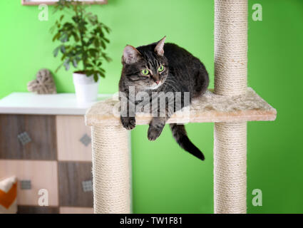 Süße Katze auf Baum in moderne Zimmer Stockfoto