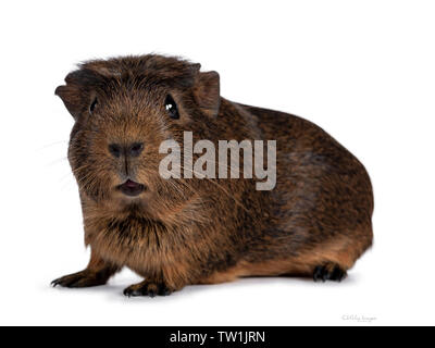 Cute crested Cavia, Seite weisen. In Richtung Kamera. Auf weissem Hintergrund. Mund dumme öffnen. Stockfoto