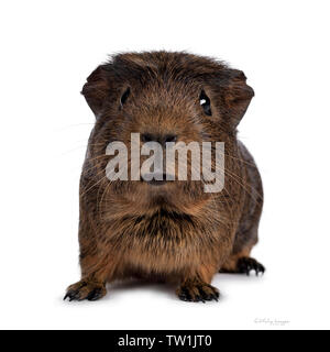 Cute crested Cavia, stehend nach vorne. In Richtung Kamera. Auf weissem Hintergrund. Mund dumme öffnen. Stockfoto