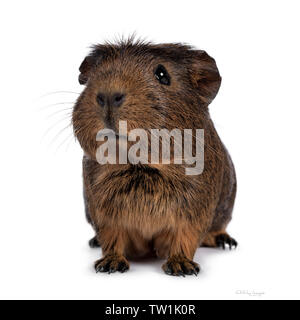 Cute crested Cavia, stehend nach vorne. In Richtung Kamera mit den Kopf schief. Auf weissem Hintergrund. Mund dumme öffnen. Stockfoto