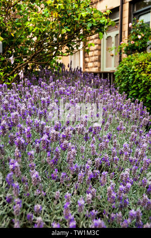 Englischer Lavendelduft, während Sie einen Hüttengarten in Bath England bürsten. Stockfoto