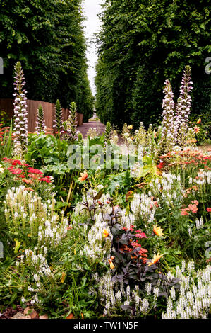 Bears Britches oder Acanthus und ein Baumhain im Grosvenor Park English Landschaftspark in Chester, England. Stockfoto