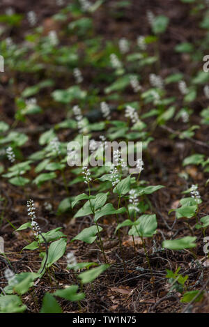 Maianthemum Doppelblatt in der magischen Atmosphäre des geheimnisvollen Wald. Stockfoto