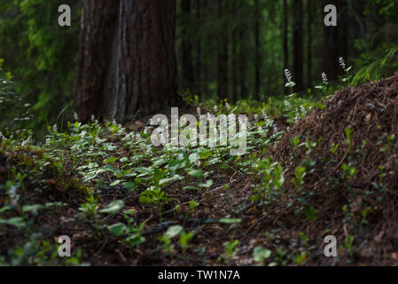 Maianthemum Doppelblatt in der magischen Atmosphäre des geheimnisvollen Wald. Stockfoto