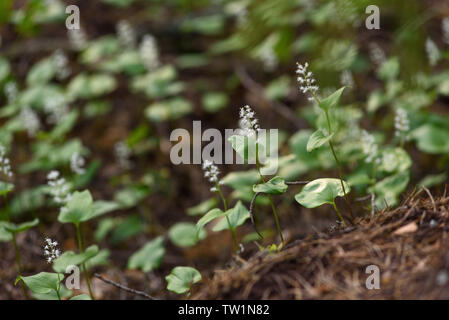 Maianthemum Doppelblatt in der magischen Atmosphäre des geheimnisvollen Wald. Stockfoto