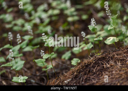 Maianthemum Doppelblatt in der magischen Atmosphäre des geheimnisvollen Wald. Stockfoto