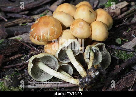 Hypholoma capnoides, als Nadelbaum Büschel Pilz bekannt, eine wilde essbare Pilze aus Finnland Stockfoto