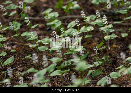 Maianthemum Doppelblatt in der magischen Atmosphäre des geheimnisvollen Wald. Stockfoto