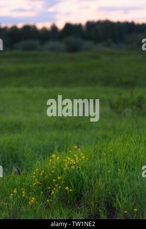 Gelbe Wildblumen unter den dicken frisches Gras nach Sonnenuntergang. Stockfoto